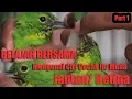 Download Lagu Belajar Bersama TV Burung Mengenal Ciri Cucak Ijo Jantan dan Betina