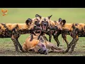 Lagu WILD AFRICA – De brute strijd tussen twee heersers van de savanne #wildlife | Dierendocumentaire