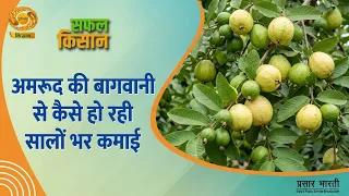 सफल किसान: अमरुद की बागवानी से कैसे हो रही सालों भर कमाई | DD Kisan | 06/09/2026