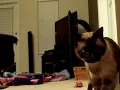 What My Siamese Does When He's Alone