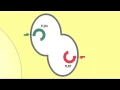 3 3 Pathogen Recognition Receptors