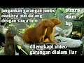 Download Lagu Suara garangan memanggil kawananya #suaramusang #suarapikatribut