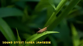Download SOUND EFFECT SUARA JANGKRIK MP3