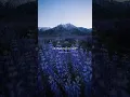 Download Lagu Cheri Cheri Lady - Modern Talking💕| aesthetic lyrics |slowed - reverb#shorts #chericherilady #lyrics