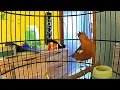 Download Lagu ANIS MERAH Gacor di Sertai Teler Tipis-tipis Pendongkrak Birahi dan Emosi Burung || Pancingan Bunyi.