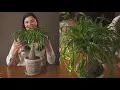 Beaucarnea recurvata (Ponytail Palm) Houseplant Care — 229 of 365