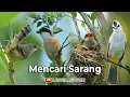 Tips - mencari sarang burung di alam - Merbah Cendet Ciblek
