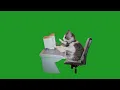 Cat typing green screen cat memes
