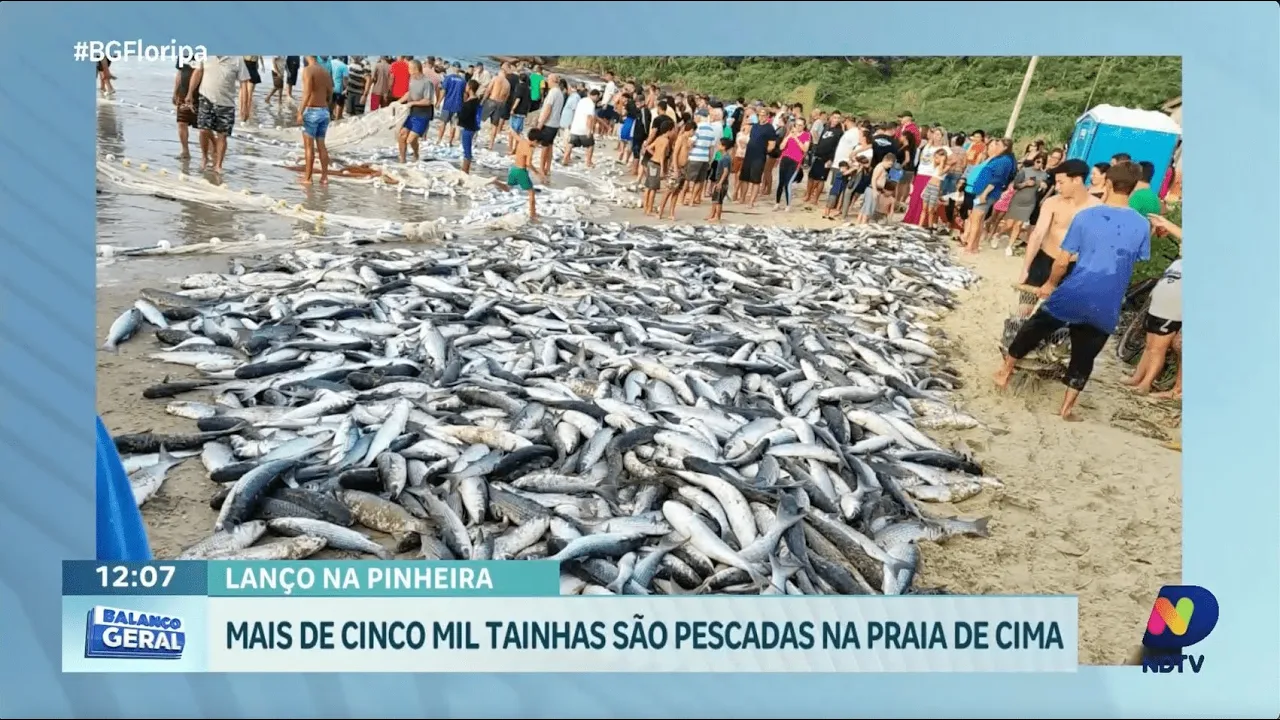 Pesca da tainha na Praia de Cima, em Palhoça, registra grande quantidade de peixes