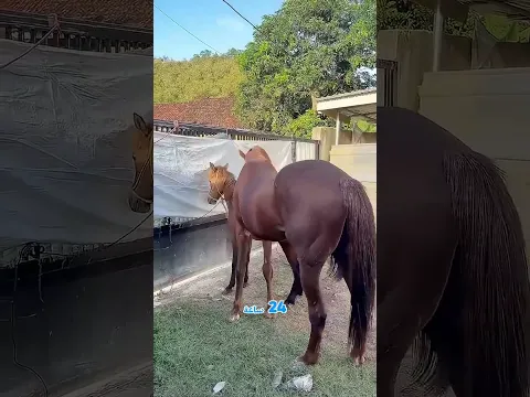 #HorseTrend#Horsebreeding#pets#equestrian#dogs#donkeys#mating#shorts