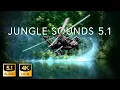 Download Lagu 5.1 Jungle Sound | THX Surround-EX | 4K HDR