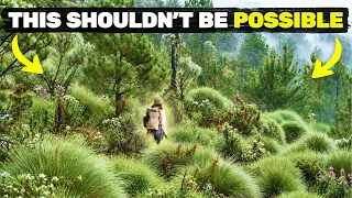 We’re Creating the Strangest Forest on Earth