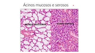 Histologia I - Demonstração prática - Epitélio Glandular