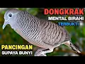 Download Lagu Perkutut lokal gacor RAJA PIKAT ini ahlinya bikin semua burung perkutut gacor nyaut