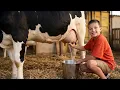 Cow Farm Adventure Learn Feed Milk Cows