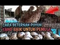 Lagu CARA BETERNAK PUYUH YANG BAIK UNTUK PEMULA