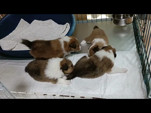 動画