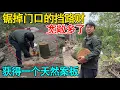 Lagu 终于砍掉了门口的挡路财，每个人都看不顺眼，院子比以前更宽敞了 锯掉的还可以再次利用