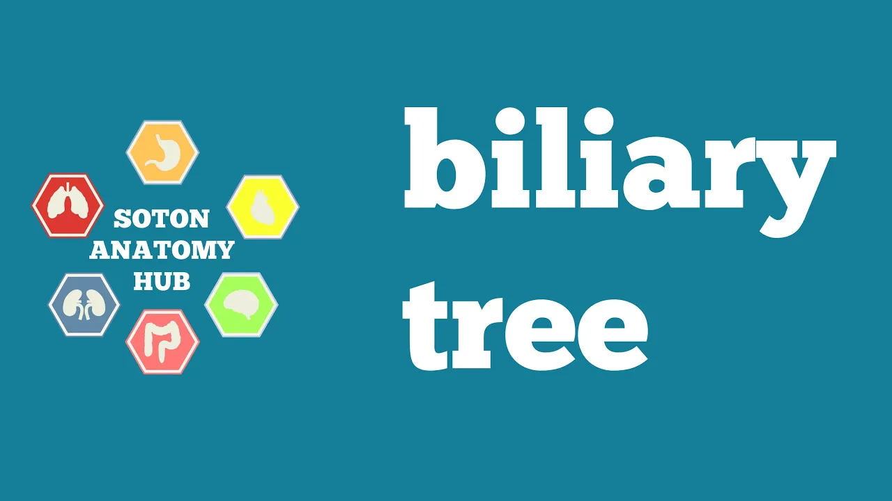 Biliary tree anatomy