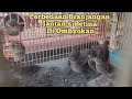 Download Lagu cara membedakan branjangan jantan dan betina di pasar ombyokan