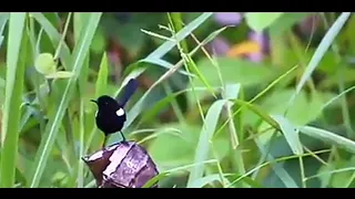 suara burung paling merdu dan cantik