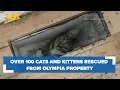 Over 100 cats kittens rescued from Olympia property