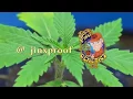 Seattle Hempfest 2017 - Jinx Proof Genetics