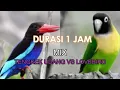 Download Lagu VARIASI TENGKEK UDANG LOVEBIRD