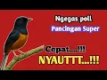 Download Lagu PANCINGAN MURAI BATU MALAM HARI GACORFULL ISIAN PANJANG, SEKALI DENGAR MURAI APAPUN LANGSUNG EMOSI