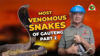 venomous snakes of gauteng part 2 black mamba mozambique spitting cobra rinkhals u0026 stiletto snake