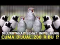 Download Lagu EDAN MEROSOT TAJAM POKSAY HAJI 200 RIBU SIKATAN LONDO IMPOR HRG DIBAWAH NORMAL PASAR BURUNG PRAMUKA