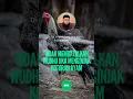 Lagu Tidak membatalkan wudhu jika menginjak kotoran ayam - Ustadz Khalid Basalamah