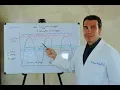 How Weight Loss Works Explained by a Doctor How Does Phentermine Help Weight Loss