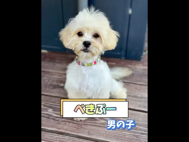 動画
