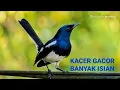 Download Lagu Masteran buat kacer banyak isian