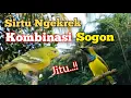 Download Lagu Suara Pikat Sirtu Ngekrek Kombinasi Sogon Paling Jitu