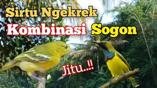 suara pikat sirtu ngekrek kombinasi sogon paling jitu