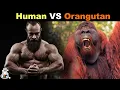 How Strong is an Orangutan Compared to a Human