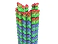 Microtubule Dynamic Instability