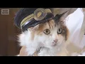 和歌山電鉄「ネコ駅長」ニタマ永眠　最後は「ニャー！」と一言　2015年に2代目就任【もっと知りたい！】【グッド！モーニング】(2025年11月22日)