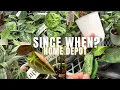 What s at Home Depot Right Now Plant Tour
