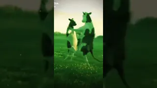 عبودي بودي بودي الي اسمه عبودي بودي خلي يكتب بلتعليقات 