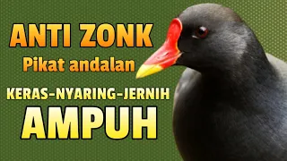 suara pikat khusus mandar sawah terbaik vidio blur 