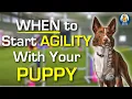 When To Start Agility Training With Your Puppy Insights From A World Champion