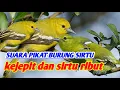 Download Lagu Suara pikat sirtu ribut dan sirtu kejepit paling ampuh...