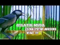 Download Lagu gelatik batu gacor || bikin gelatik lain jadi terpancing untuk ikut bunyi