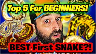 Top 5 BEGINNER Ball Python Morphs