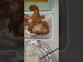 Download Lagu INI SERIUS ADA ORANG YANG TIDAK SUKA KULIT AYAM? #short #shorts
