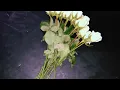 Nightly - Twenty Something