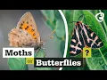 Lagu What's the difference between Moths and Butterflies?